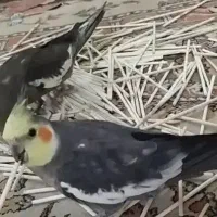 عروس هلندی گم شده