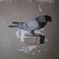 کبوتر پلاکی|پرنده|سراوان, |دیوار