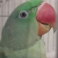 شاه طوطی احتمالاً نر. ۸ماهه اهلی. سخنگو