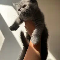 گربه بریتیش|گربه|کرج, شهرک بنفشه|دیوار