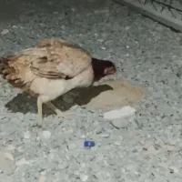 مرغ و خروس|حیوانات مزرعه|ایرانشهر, |دیوار