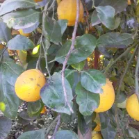 لیمو ترش ارگانیک بدون استفاده از سم|خوردنی و آشامیدنی|لاهیجان, لیالستان|دیوار