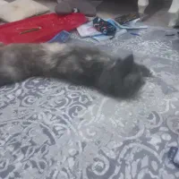 گربه ماده|گربه|رشت, کاکتوس|دیوار