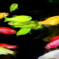 ماهی زبرا رنگارنگ|ماهی|کرمان, |دیوار