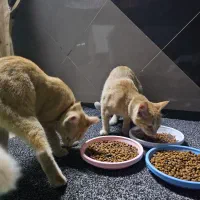 گربه ۶ ماهه  خونگی|گربه|لاهیجان, گلستان|دیوار