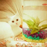 یک قلاده گربه نژاد پرشین اسکاتیش