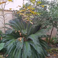 دوعددسیکاس فوق العاده