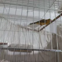 قناری نر و ماده اماده اماده|پرنده|شاهرود, |دیوار