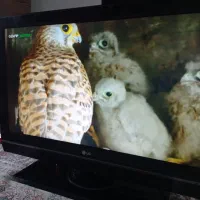 تلویزیون ال جی در حد نو اصل کره همراه با میز|تلویزیون و پروژکتور|اردبیل, |دیوار