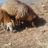 قوچ|حیوانات مزرعه|نائین, |دیوار