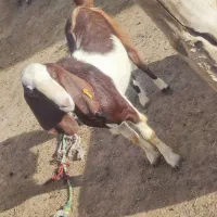 بزغاله نر پاکستانی
