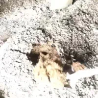 کود مرغی تخم گذار