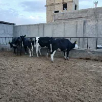 گاوتلیسه ابستن