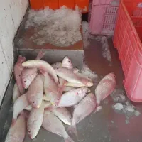 سرخو سلطان ابراهیم