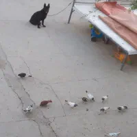 ژرمن بلک|سگ|قشم, |دیوار