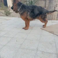 ژرمن شپرد موبلند