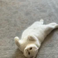 گربه بسیار زیبا و مهربون