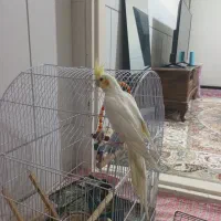 طوطی عروس فول دستی|پرنده|الوند, |دیوار