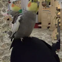 عروس هلندی گم شده