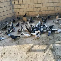 کبوتر اصفهانی|پرنده|خمینیشهر, |دیوار