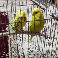 جفت مرغ عشق پروانه ای و انگلیسی|پرنده|بجنورد, |دیوار