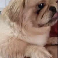 پامر اشپیتز وپیکینیز|سگ|مشهد, امیریه|دیوار