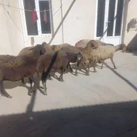 میش داشتی|حیوانات مزرعه|کلیائی, |دیوار