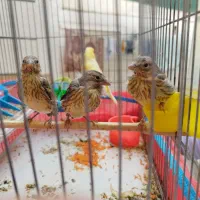 جوجه سهره قناری