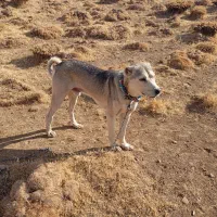 سگ سرابی|سگ|دیواندره, |دیوار