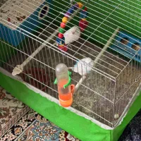 مرغ عشق جفت سرحال