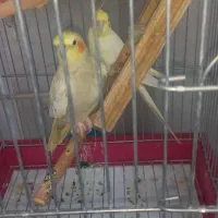 عروس هلندی عروس هلندی نر و ماده|پرنده|کرج, شاهین‌ویلا|دیوار