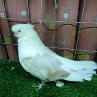 کبوترنوک ریز|پرنده|بوئین زهرا, |دیوار