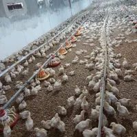 فروش مرغداری۳۹۰۰۰ فعال باسند تکبرگ باشرایط ویژه