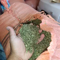 کاکوتی برگ