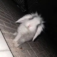 خرگوش لوپ