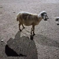 حیوانات مزرعه