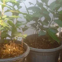 نهال یک ساله « چای »گلدانی