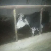 گاو و گوساله هلشتاین|حیوانات مزرعه|سردرود, |دیوار