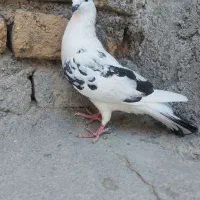 کفتر