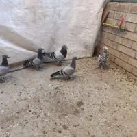 کبوتر|پرنده|قدس, شهرک صنعتی گلگون|دیوار