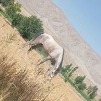 اسب ماده