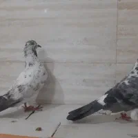 کفتر پرش سنگین