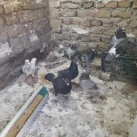 کفتر|پرنده|مشهد, شیرحصار|دیوار