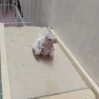 جوجه عروس لوتینو|پرنده|اهواز, کوی جانبازان(دانش)|دیوار