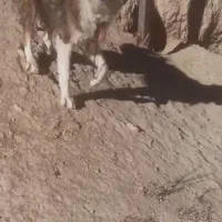 واگزاری یک عد توله نه ماه درشت|سگ|فرمهین, |دیوار