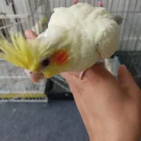 جوجه عروس تازه دون خور شده لوتینو