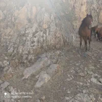 اسب قاطر و مادیون فروشی|اسب و تجهیزات اسبسواری|دزفول, |دیوار