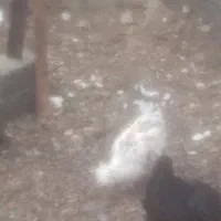 محلی وارگانیک|حیوانات مزرعه|نوشهر, |دیوار