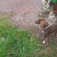 توله شکاری ماده|سگ|سیاهکل, |دیوار