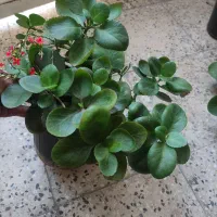 گل های آپارتمانی|گل و گیاه طبیعی|شهرکرد, |دیوار